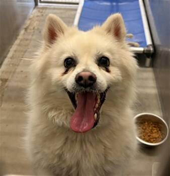Pomeranian Dogs Available for Adoption in Camarillo, California - CHARLIE | PetCurious