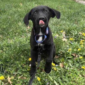 Prime -  Black Labrador Retriever and Mixed Breed Dog Available for Adoption in Olathe, Kansas - Prime | PetCurious