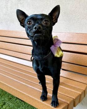 Salem -  Schipperke and Chihuahua Dog for Adoption in Novato, California - Salem | PetCurious