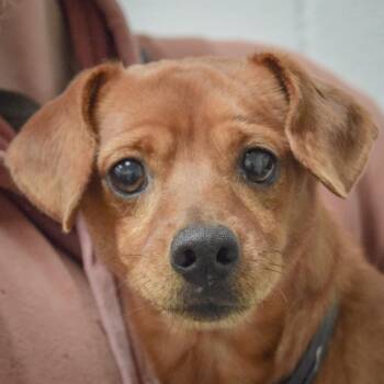 Blue -  Chihuahua and Dachshund Dog for Adoption in Huntley, Illinois - Blue | PetCurious