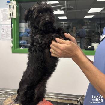 Yorkshire Terrier Dogs Available for Adoption in Washington, District Of Columbia - Chet | PetCurious