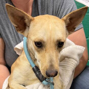 Chihuahua Dogs Available for Adoption in Blue Springs, Missouri - Cora | PetCurious