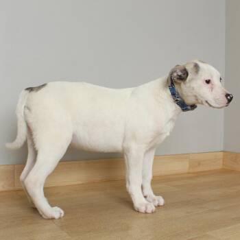 Azul D70025 -  Pit Bull Terrier Dog for Adoption in Minnetonka, Minnesota - Azul D70025 | PetCurious