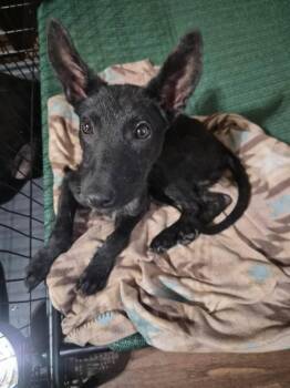 Pocono -  Chihuahua Dog for Adoption in Tulsa, Oklahoma - Pocono | PetCurious