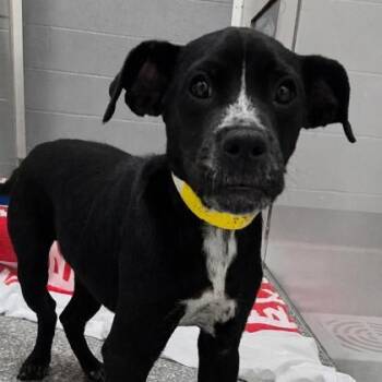 Hyde -  Mixed Breed Dog Available for Adoption in Voorhees Township, New Jersey - Hyde | PetCurious