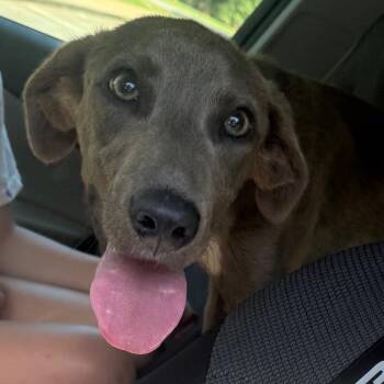 Hotdog -  Mixed Breed Dog for Adoption in Winston-salem, North Carolina - Hotdog | PetCurious