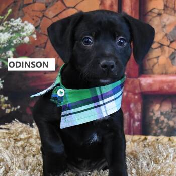 Mixed Breed Dogs Available for Adoption in Yuma, Arizona - Odinson | PetCurious