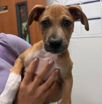 Mixed Breed Dogs Available for Adoption in West Chester, Pennsylvania - Winifred W2 | PetCurious