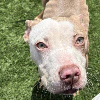 Pit Bull Terrier and Mixed Breed Dogs Available for Adoption in Matteson, Illinois - Caterpillar | PetCurious