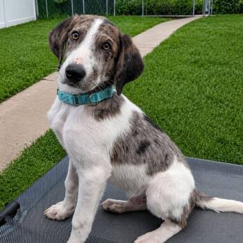 ZEKE -  Catahoula Leopard Dog Dog for Adoption in Evansville, Wisconsin - ZEKE | PetCurious