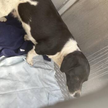 Mixed Breed Dogs Available for Adoption in Greensboro, North Carolina - Itzea | PetCurious