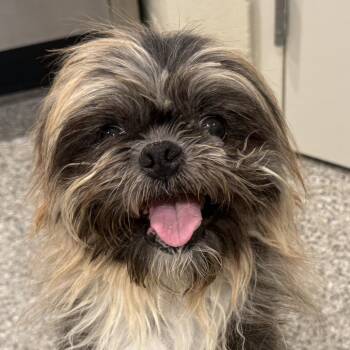 Winchester -  Shih Tzu Dog for Adoption in Hondo, Texas - Winchester | PetCurious
