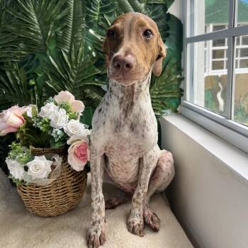 Rescue Mixed Breed Dogs for Adoption in Richmond, Virginia - Rufus | PetCurious