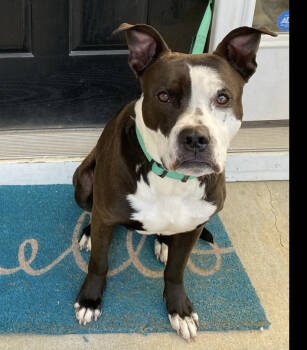 Rescue American Staffordshire Terrier Dogs for Adoption in Raleigh, North Carolina - River | PetCurious
