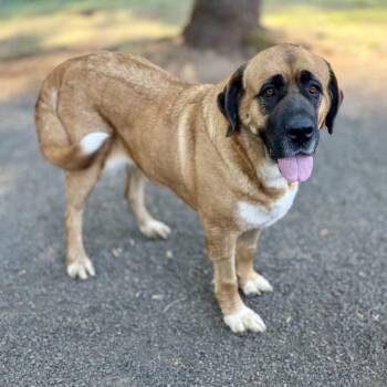Lady Mae -  Saint Bernard and Mixed Breed Dog for Adoption in Portland, Oregon - Lady Mae | PetCurious