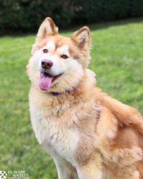 REMY -  Husky Dog for Adoption in Hagerstown, Maryland - REMY | PetCurious