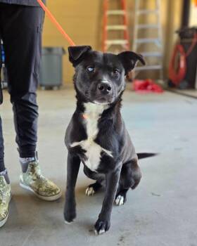 Midnight (Denise) -  Labrador Retriever Dog Available for Adoption in Douglasville, Georgia - Midnight (Denise) | PetCurious