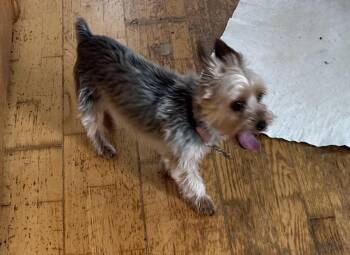 Grace -  Yorkshire Terrier Dog for Adoption in Glenwood City, Wisconsin - Grace | PetCurious