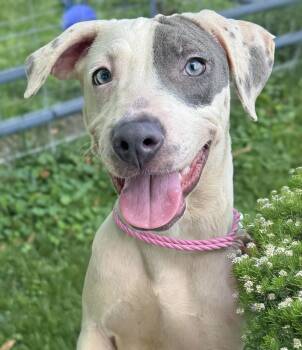 Wanda -  Pit Bull Terrier Dog for Adoption in Anderson, Indiana - Wanda | PetCurious