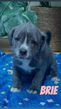 Pit Bull Terrier Dogs Available for Adoption in Clay, New York - Brie | PetCurious