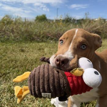 Murphy -  Pit Bull Terrier Dog for Adoption in Pearland, Texas - Murphy | PetCurious