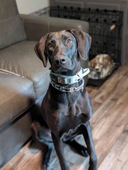 Liberty -  Great Dane and Labrador Retriever Dog for Adoption in Bloomingdale, Georgia - Liberty | PetCurious