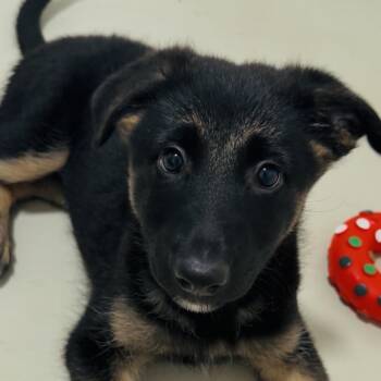 German Shepherd Dog Dogs Available for Adoption - Adrianne (C000-056) - Costa Mesa Location | PetCurious