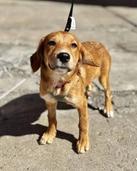 Resist -  Labrador Retriever Dog for Adoption in New York, New York - Resist | PetCurious