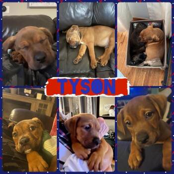 Rescue Mixed Breed Dogs for Adoption - Tyson | PetCurious
