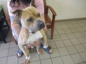 Pit Bull Terrier Dogs Available for Adoption - GRAHAM | PetCurious