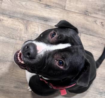 Arlo -  Pit Bull Terrier Dog for Adoption in Incline Village, Nevada - Arlo | PetCurious
