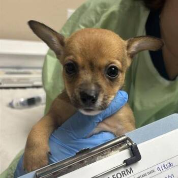 Salmon -  Chihuahua and Terrier Dog for Adoption in Tempe, Arizona - Salmon | PetCurious
