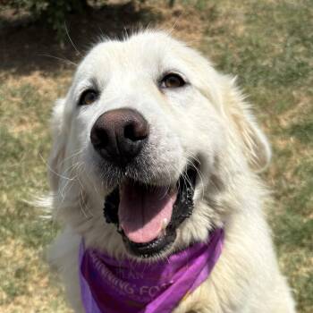 Creamsicle -  Great Pyrenees Dog for Adoption in Pilot Point, Texas - Creamsicle | PetCurious