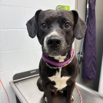 Black Labrador Retriever Dogs Available for Adoption in Parkersburg, West Virginia - Daffodil | PetCurious