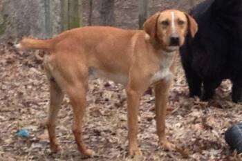 Redbone Coonhound and Hound Dogs Available for Adoption in Jemison, Alabama - Buddy | PetCurious
