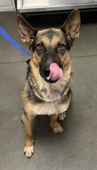 Piero -  Shepherd and Mixed Breed Dog for Adoption in Fresno, California - Piero | PetCurious