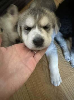 Derby (Soccer Litter) -  Husky and Shepherd Dog for Adoption in Holly Springs, North Carolina - Derby (Soccer Litter) | PetCurious