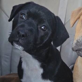 Shepherd and Boxer Dogs Available for Adoption - Marshall | PetCurious