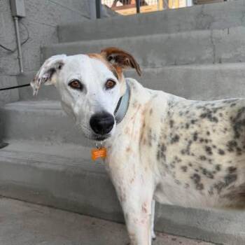 Paloma -  Mixed Breed Dog for Adoption in Bend, Oregon - Paloma | PetCurious