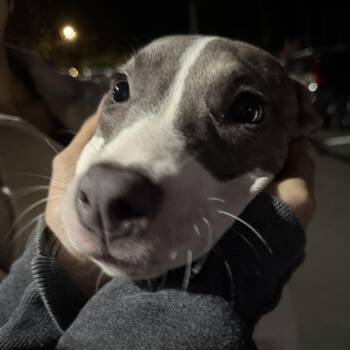 Lady -  Mixed Breed and American Staffordshire Terrier Dog for Adoption in Quincy, Florida - Lady | PetCurious