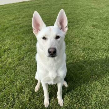 Casper the White GSD -  White German Shepherd Dog for Adoption in Van Horne, Iowa - Casper The White GSD | PetCurious