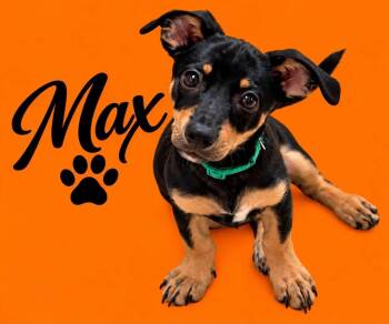 Max -  Rat Terrier Dog for Adoption in Walker, Louisiana - Max | PetCurious