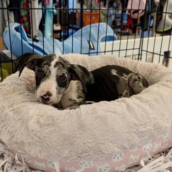 Matilda 08-2215 -  Australian Shepherd and Pit Bull Terrier Dog for Adoption in Tyrone, Georgia - Matilda 08-2215 | PetCurious