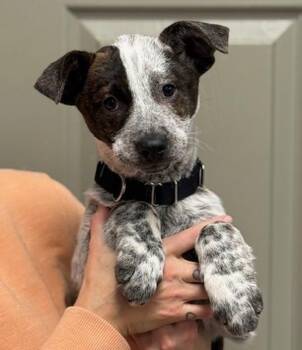 Australian Cattle Dog Blue Heeler Dogs Available for Adoption - Bertie | PetCurious