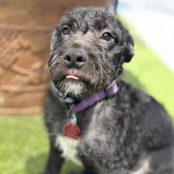 Schnauzer and Wire Fox Terrier Dogs Available for Adoption in San Diego, California - Toad | PetCurious