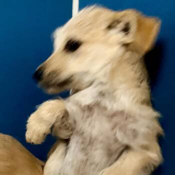 Terrier Dogs Available for Adoption - Toei | PetCurious