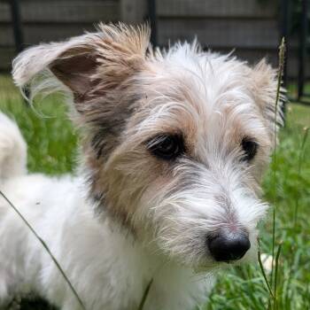 Rescue Mixed Breed and Terrier Dogs for Adoption in Houston, Texas - Diesel West | PetCurious