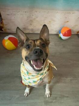 Rescue Mixed Breed Dogs for Adoption in Dallas, Texas - Gracie | PetCurious