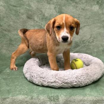 Green -  Schnauzer Dog for Adoption in Logan, Utah - Green | PetCurious