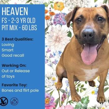 Rescue Pit Bull Terrier Dogs for Adoption in Salamanca, New York - Heaven | PetCurious